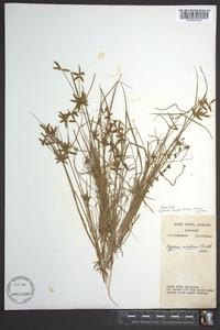 Cyperus bipartitus image