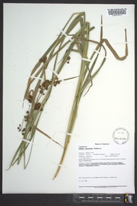 Scirpus georgianus image