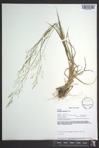 Agrostis mertensii image