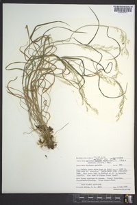 Agrostis mertensii image