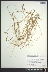 Agrostis mertensii image