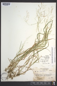 Agrostis mertensii image