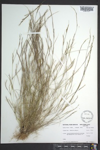 Aristida dichotoma image