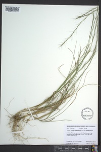 Aristida purpurascens image