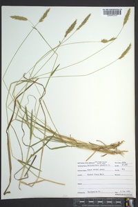 Anthoxanthum odoratum image