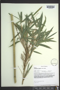 Arundinaria gigantea image