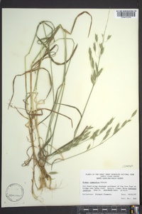 Bromus commutatus image