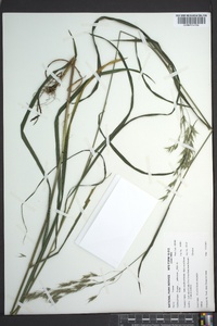 Bromus pubescens image