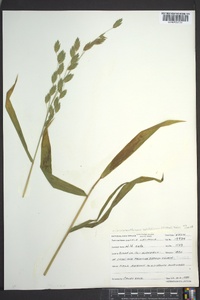 Chasmanthium latifolium image