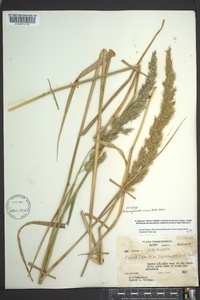 Calamagrostis coarctata image