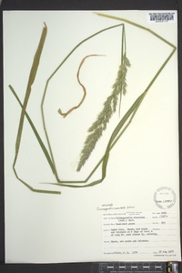 Calamagrostis coarctata image