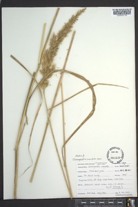 Calamagrostis coarctata image