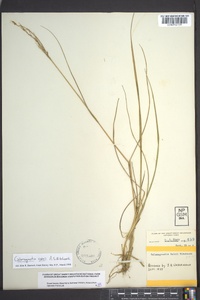 Calamagrostis cainii image