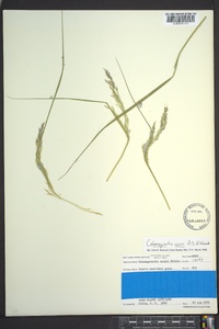 Calamagrostis cainii image