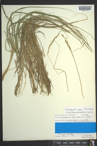 Calamagrostis cainii image