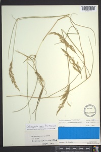 Calamagrostis cainii image