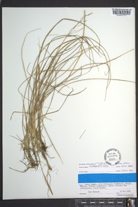 Calamagrostis cainii image