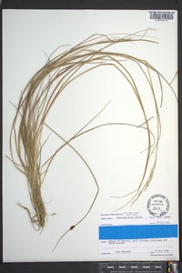 Calamagrostis cainii image