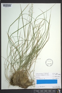 Calamagrostis cainii image