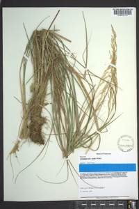 Calamagrostis cainii image