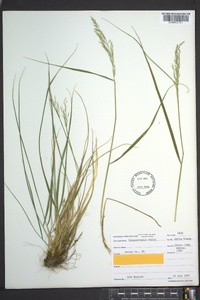 Calamagrostis cainii image