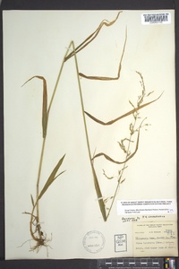 Cinna latifolia image