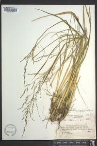 Coleataenia longifolia image