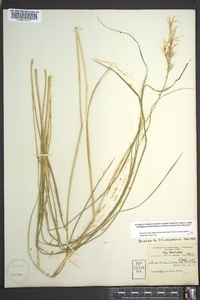 Danthonia sericea image