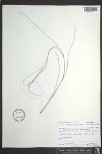 Danthonia epilis image