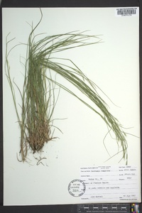 Danthonia compressa image