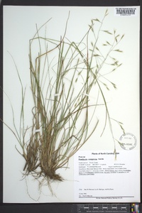 Danthonia compressa image