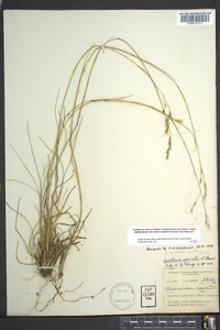 Danthonia compressa image