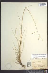 Danthonia compressa image