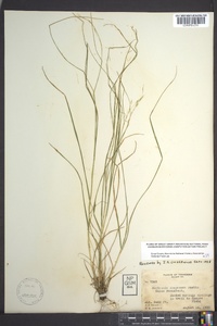 Danthonia compressa image