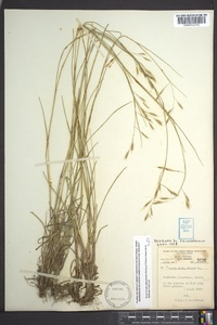 Danthonia compressa image