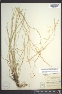 Danthonia compressa image