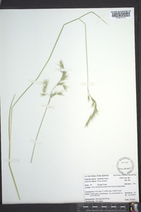 Danthonia sericea image