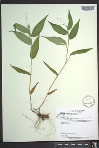 Dichanthelium boscii image