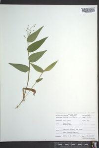 Dichanthelium boscii image