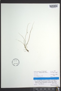 Calamagrostis cainii image