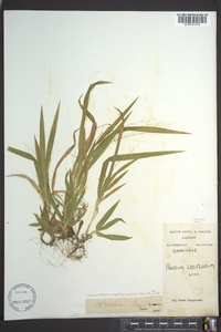 Dichanthelium laxiflorum image