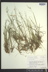 Dichanthelium linearifolium image