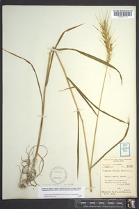 Elymus hystrix image