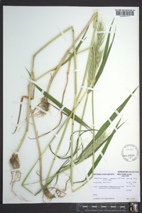 Elymus macgregorii image