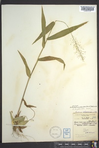 Dichanthelium polyanthes image