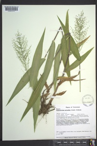 Dichanthelium polyanthes image