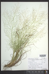 Eragrostis capillaris image