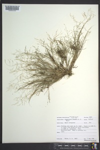 Eragrostis frankii image