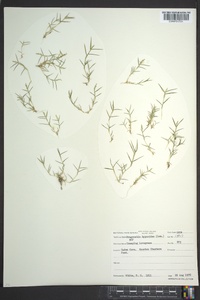 Eragrostis hypnoides image