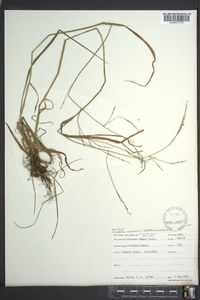 Festuca subverticillata image